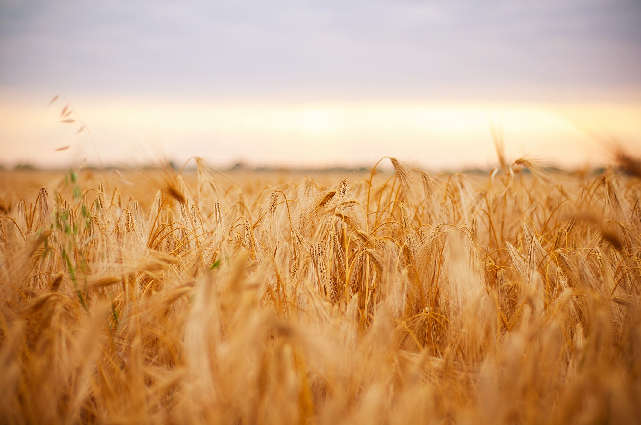 Пшеничный фон. Поле пшеницы. Ячменное поле. Поле ячменя. Пшеница фон.
